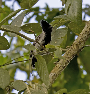 Black-crested Antshrike