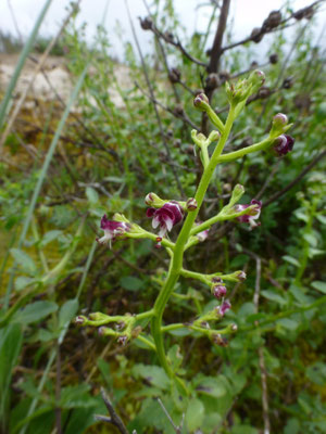 Scrophularia ramosissima