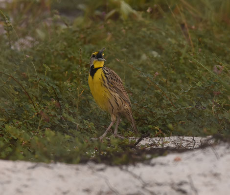 Eastern Meadowlark