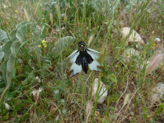 Libelloides ottomanus