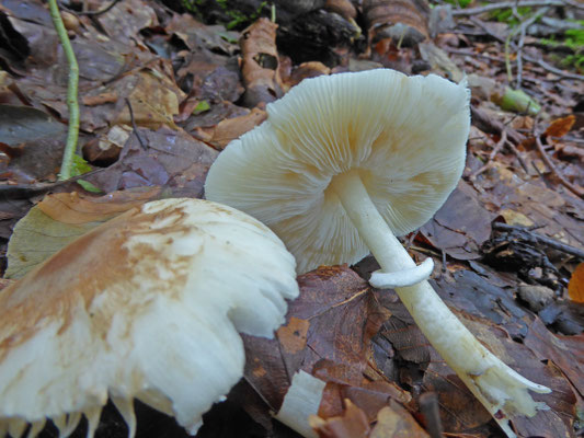 Leucoagaricus sericifer - Zijdechampignonparasol
