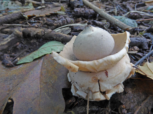 Geastrum triplex-Gekraagde aardster