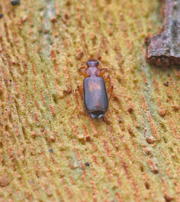 Dromius angustus - Geelbruine schorsloper