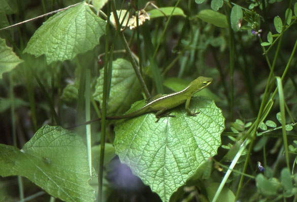 Green Anole