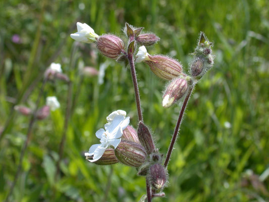 Silene latifolia - Avondkoekoeksbloem