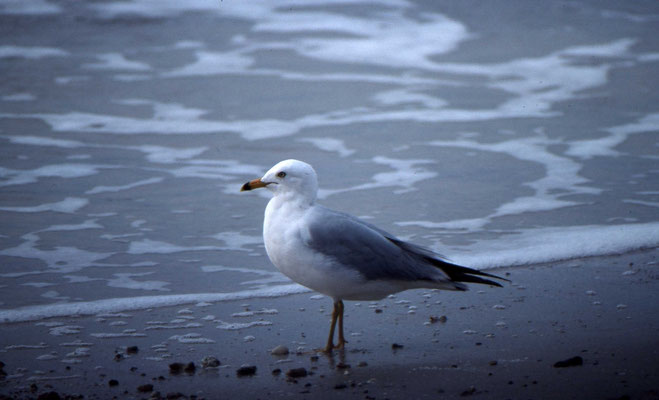 Ring-billed Gull
