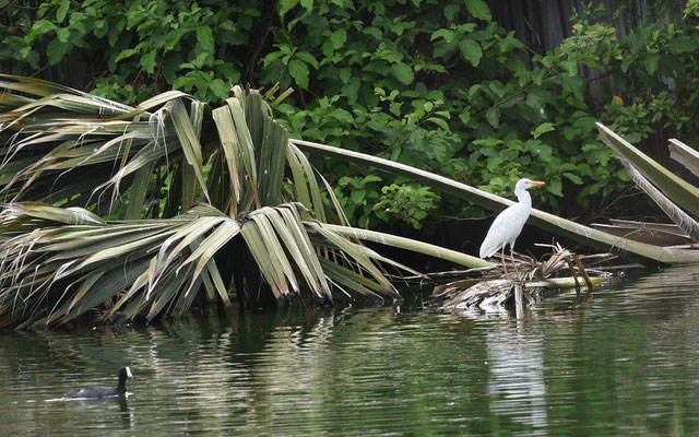 Koereiger