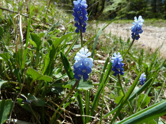 Muscari botryoides