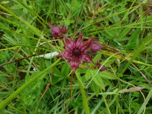 Comarum palustre - Wateraardbei