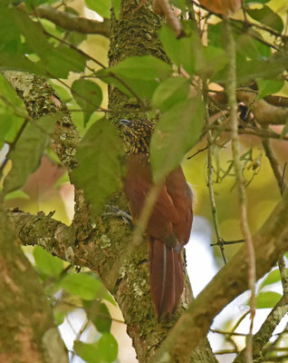 Buff-throated Woodcreeper