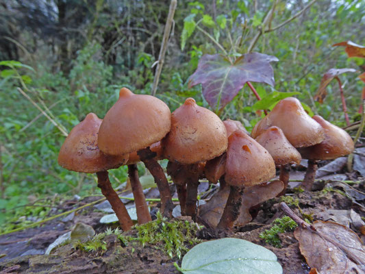 Galerina autumnalis - Kraagmosklokje