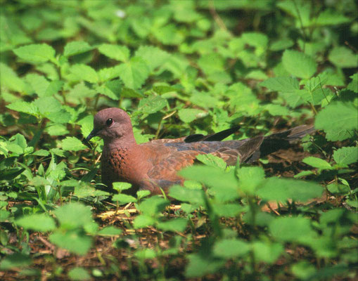 Laughing Dove