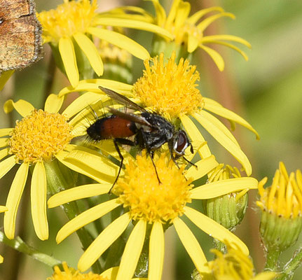 Eriothrix rufomaculatus