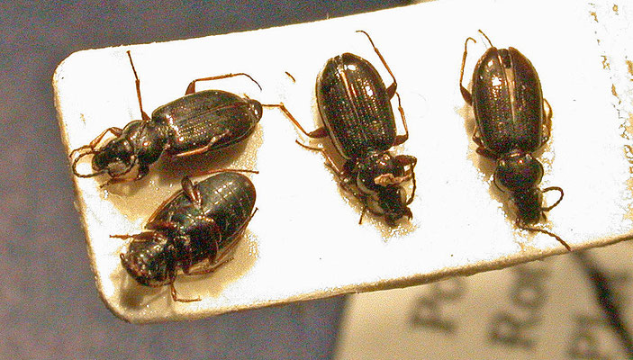 Bembidion properans