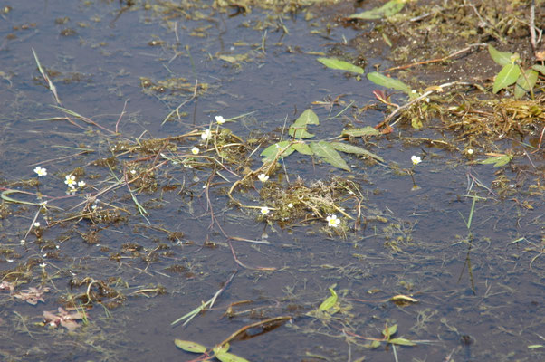 Ranunculus aquatilis - Fijne waterranonkel