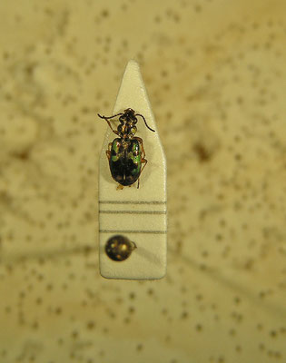 Bembidion laetum