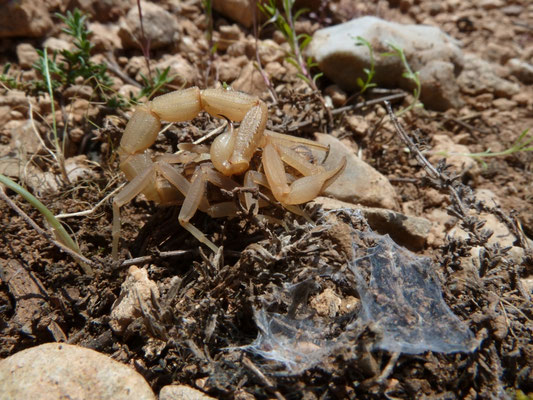 Mesobuthus gibbosus