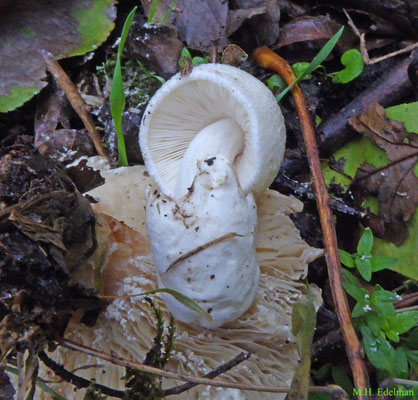 Volvariella surrecta - Parasietbeurszwam