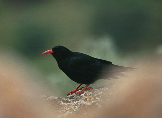 Alpenkraai