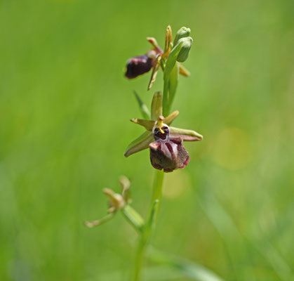 Ophrys sphegodes sl