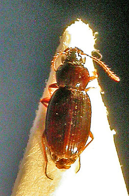 Bembidion obtusum