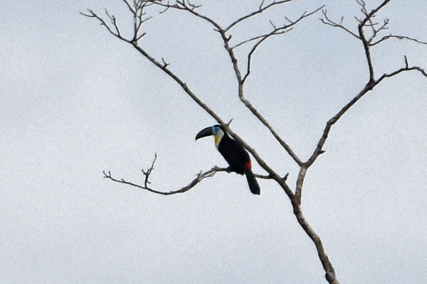 Channel-billed Toucan