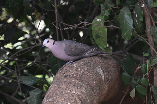 Streptopelia semitorquata - Red-eyed Dove