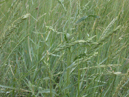 Elymus athericus - Zeekweek