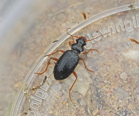 Leistus rufomarginatus - Bosbaardloper