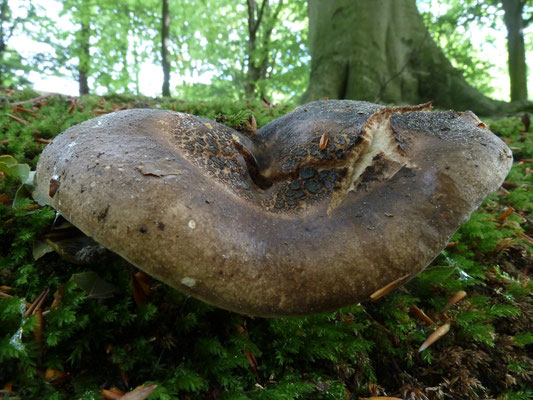 Russula nigricans - Grofplaatrussula
