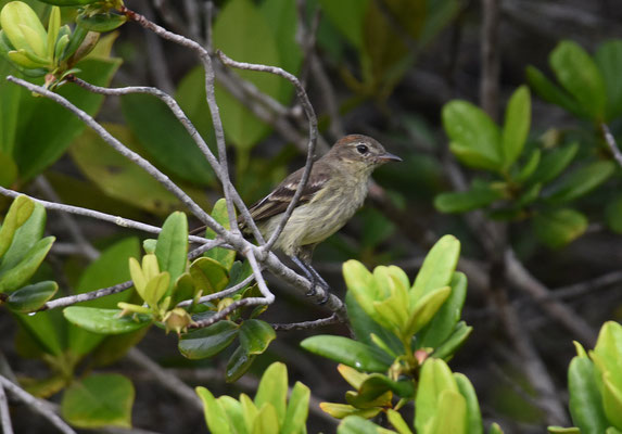 Rufous crowned Elaenia