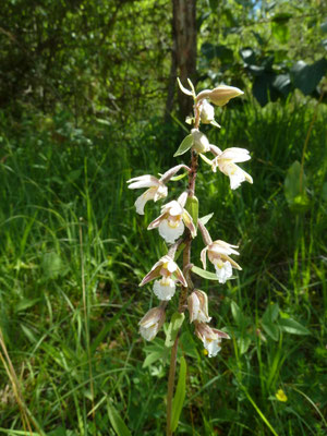 Epipactis palustris - Moeraswespenorchis