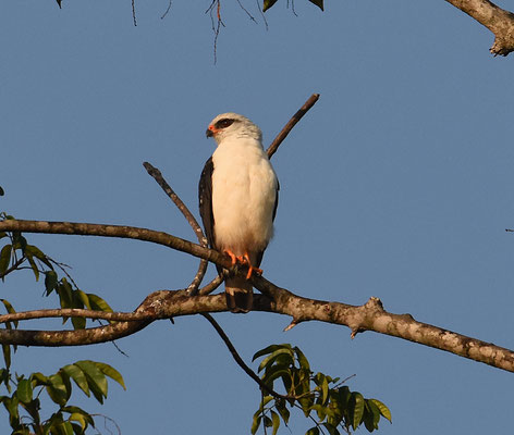 Black-faced Hawk