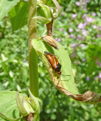 Deraeocoris ruber - Rode halsbandwants