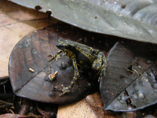Atelopus hoogmoedi - Hoogmoed's Harlequin Toad