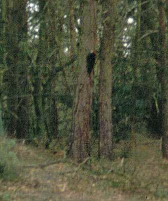 Zwarte Specht