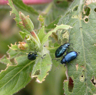 Altica oleracea - Teunisbloemaardvlo