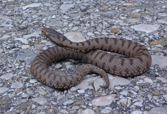Bosnische adder (Vipera berus bosniensis)
