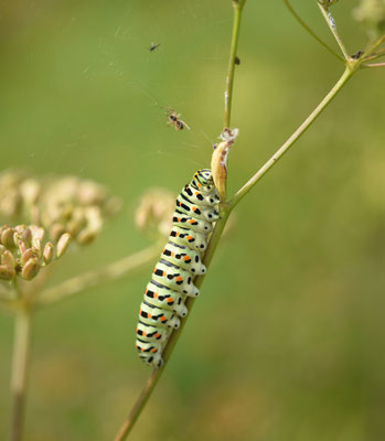 Koninginnepage, rups