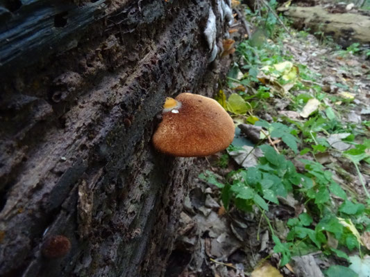 Crepidotus crocophyllus - Harig saffraanoorzwammetje