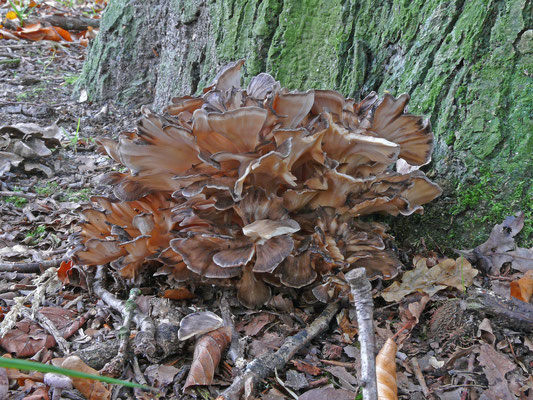 Grifola frondosa - Eikhaas