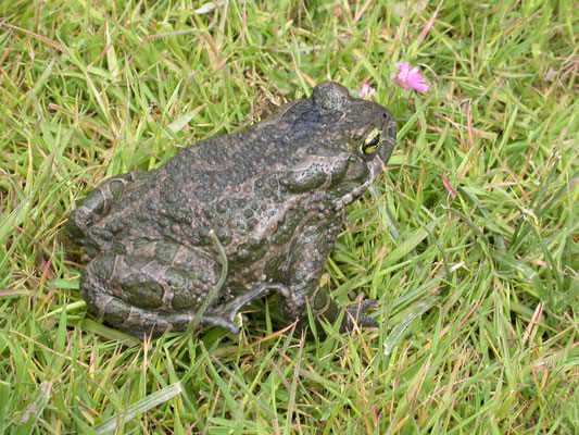 Groene pad