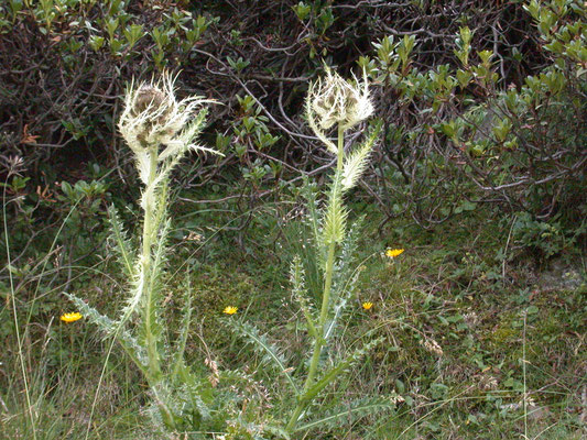 Cirsium spinosissimum