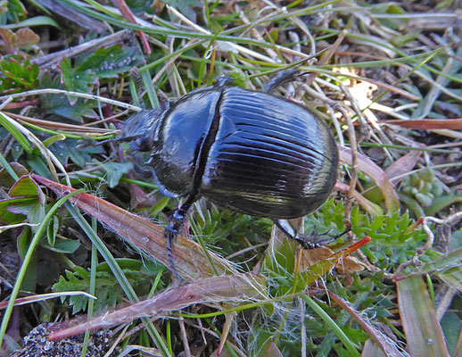  Driehoornmestkever (Typhaeus typhoeus), vrouw