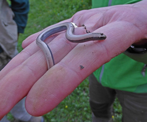 Hazelworm (Anguis fragilis)