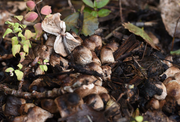 Leucoagaricus meleagris - Compostchampignonparasol
