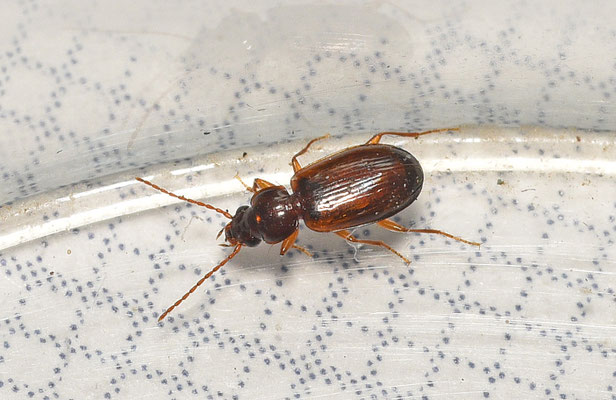 Trechus quadristriatus - Akkerboogkever