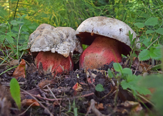 Rubroboletus satanas - Satansboleet