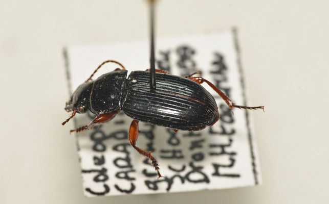 Harpalus laevipes - Vierpuntkruiper