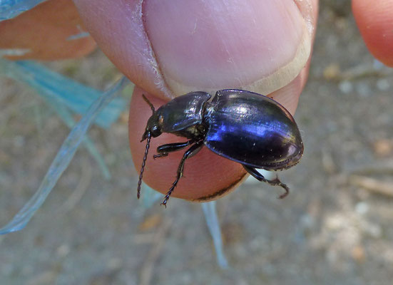 Myas chalybaeus